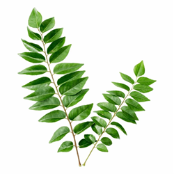 Curry Leaves 1 bunch