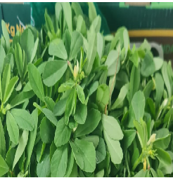 Methi (1 Bunch)